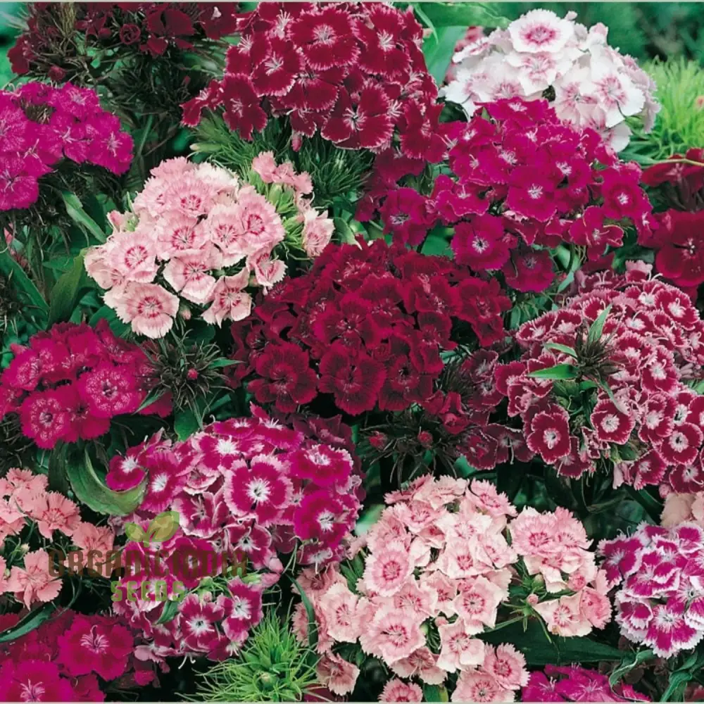 Sweet Williams Seeds - Winter Blooming Dianthus Barbatus Mix for Vibrant Gardening Enthusiasts - Premium Quality Seeds for Stunning Seasonal Flowers - Image 3