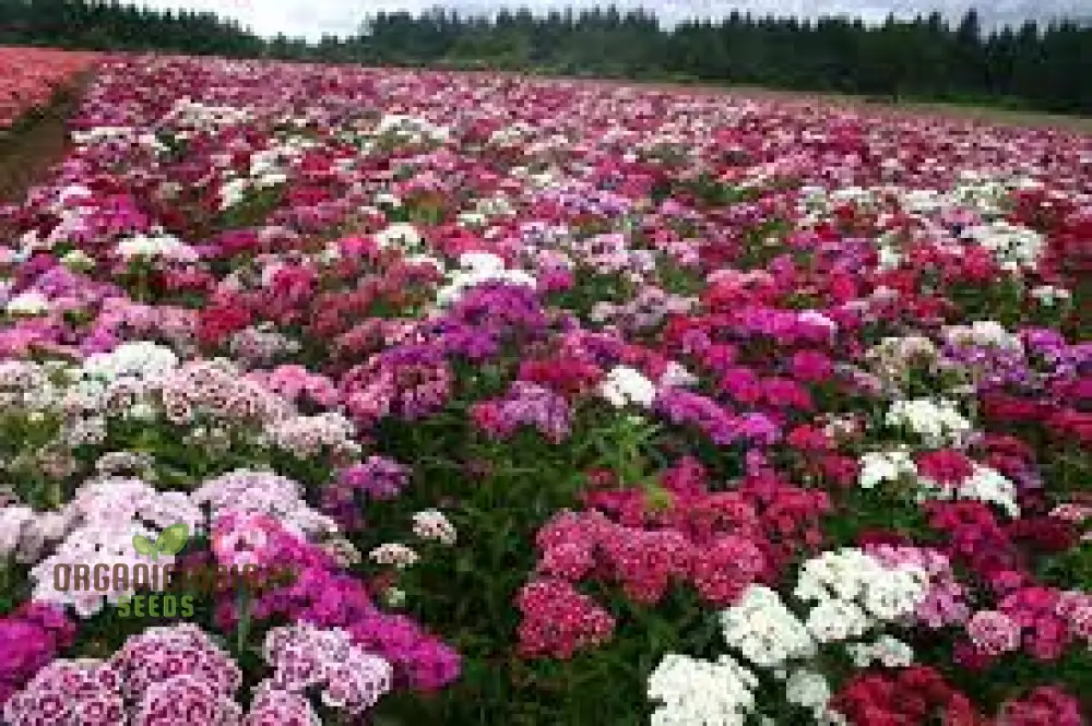 Sweet Williams Seeds - Winter Blooming Dianthus Barbatus Mix for Vibrant Gardening Enthusiasts - Premium Quality Seeds for Stunning Seasonal Flowers - Image 4