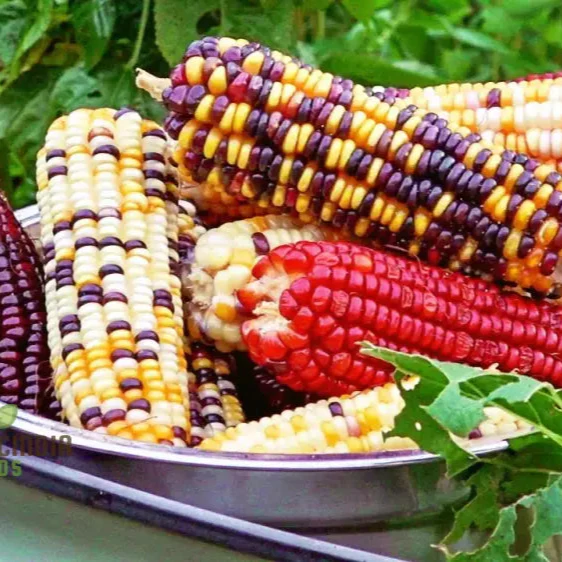 Sweetcorn Fiesta Seeds - Premium Quality for Your Gardening Needs