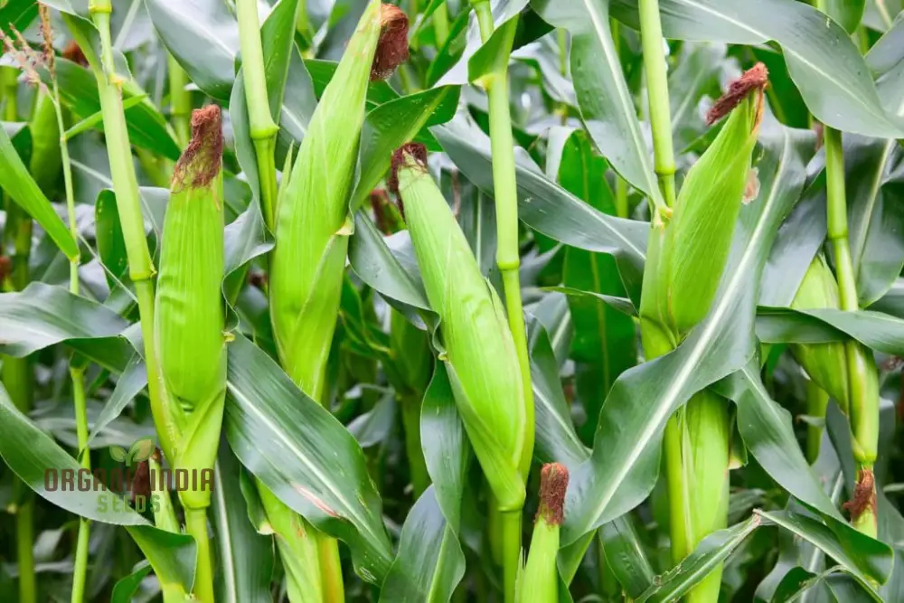 Sweetcorn Fiesta Seeds - Premium Quality for Your Gardening Needs - Image 4