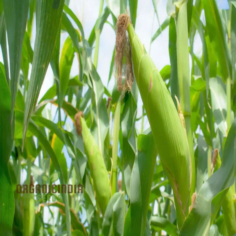 Sweetcorn Minipop Vegetable Seeds, Miniature Variety High Yield Perfect for Small Gardens and Containers - Image 3