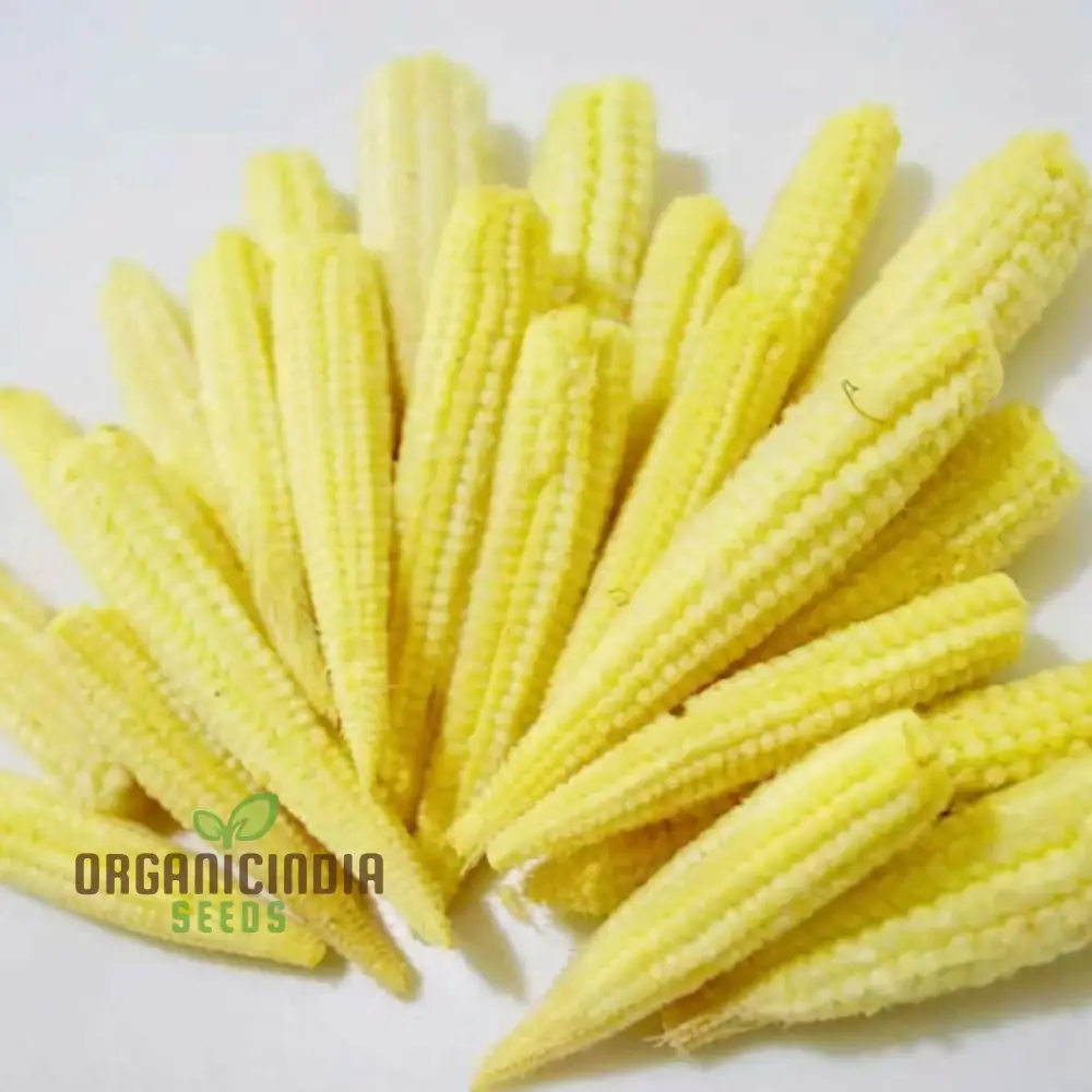 Sweetcorn Minipop Vegetable Seeds, Miniature Variety High Yield Perfect for Small Gardens and Containers - Image 4