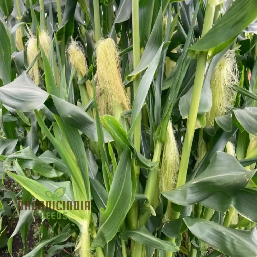 Sweetcorn Moonshine Vegetable Seeds, High-Yield Sweet Flavor Perfect for Home Gardens