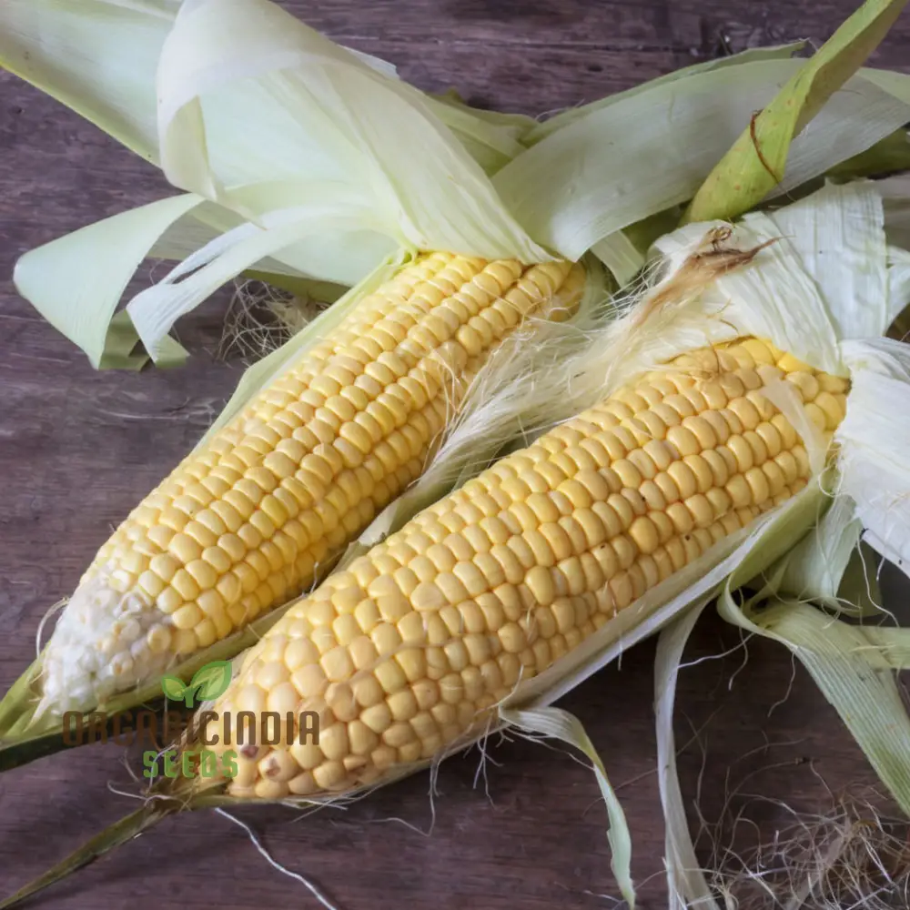Sweetcorn Moonshine Vegetable Seeds, High-Yield Sweet Flavor Perfect for Home Gardens - Image 3