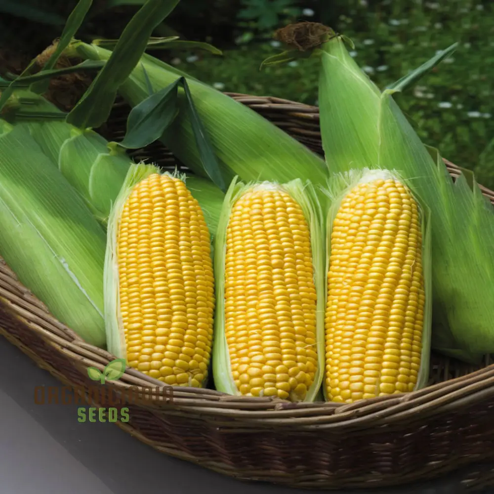 Sweetcorn Moonshine Vegetable Seeds, High-Yield Sweet Flavor Perfect for Home Gardens - Image 4