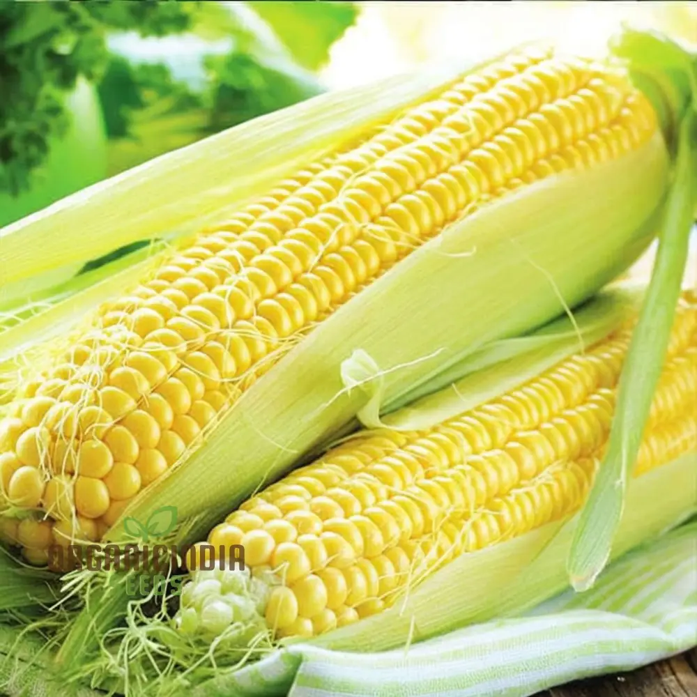 Sweetcorn Seeds - Grow Your Own Juicy and Sweet Corn at Home - Image 3