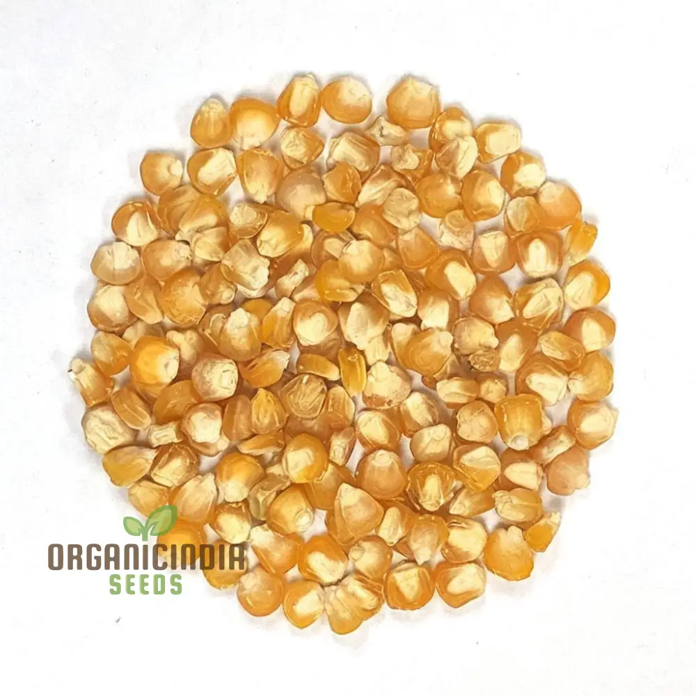 Sweetcorn Shoots Vegetable Seeds, Fast-Growing Nutritious Microgreens for Home Gardening