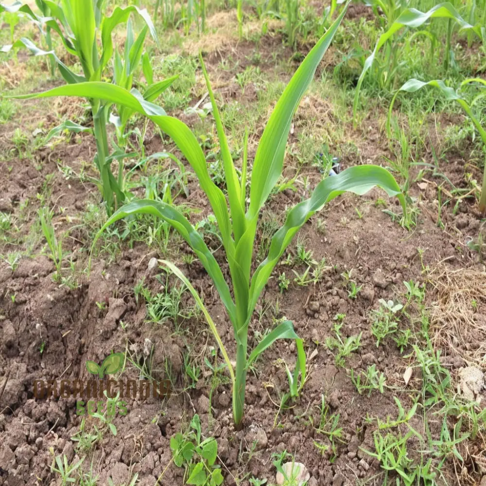 Sweetcorn Shoots Vegetable Seeds, Fast-Growing Nutritious Microgreens for Home Gardening - Image 3