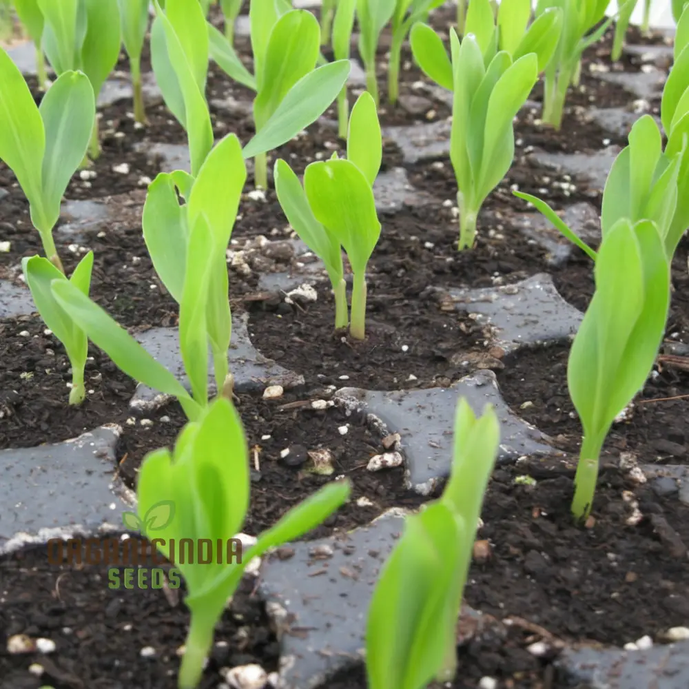 Sweetcorn Shoots Vegetable Seeds, Fast-Growing Nutritious Microgreens for Home Gardening - Image 4