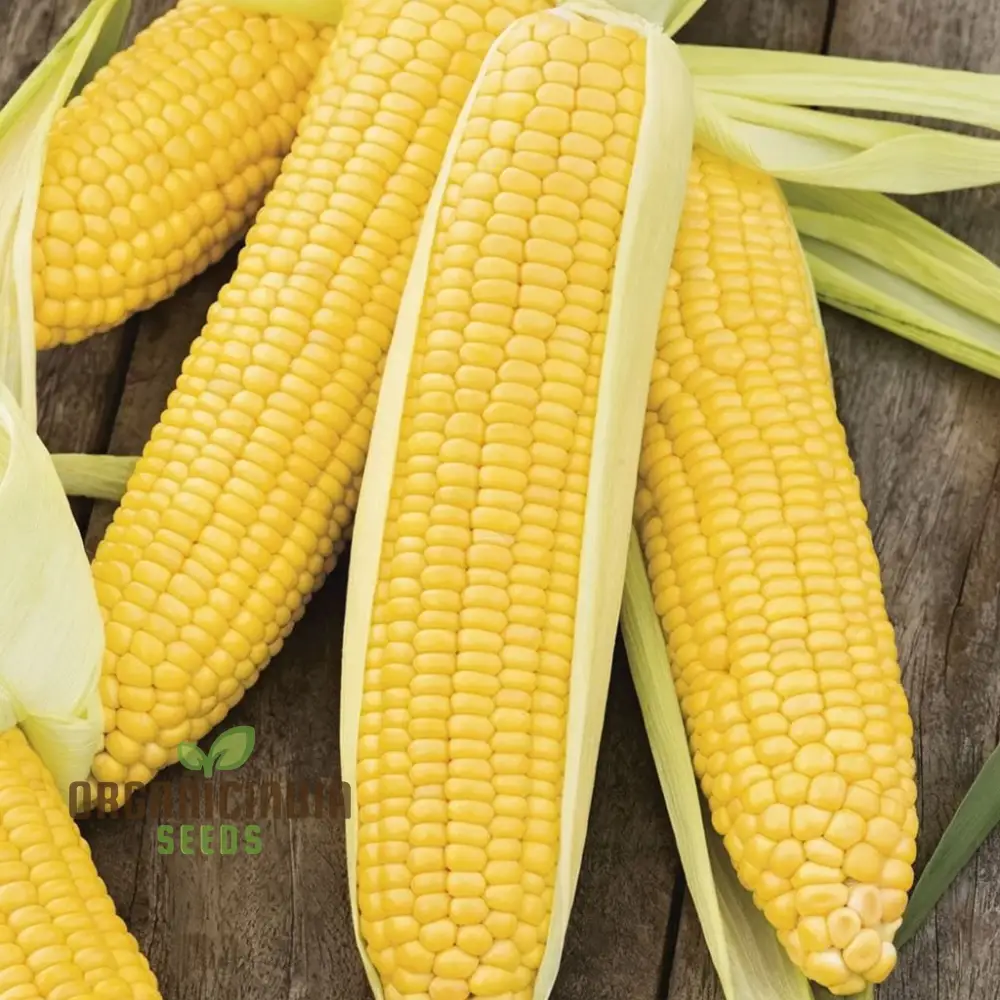 Sweetcorn Swift Vegetable Seeds - Fast Growing High Yield Ideal for Home Gardens