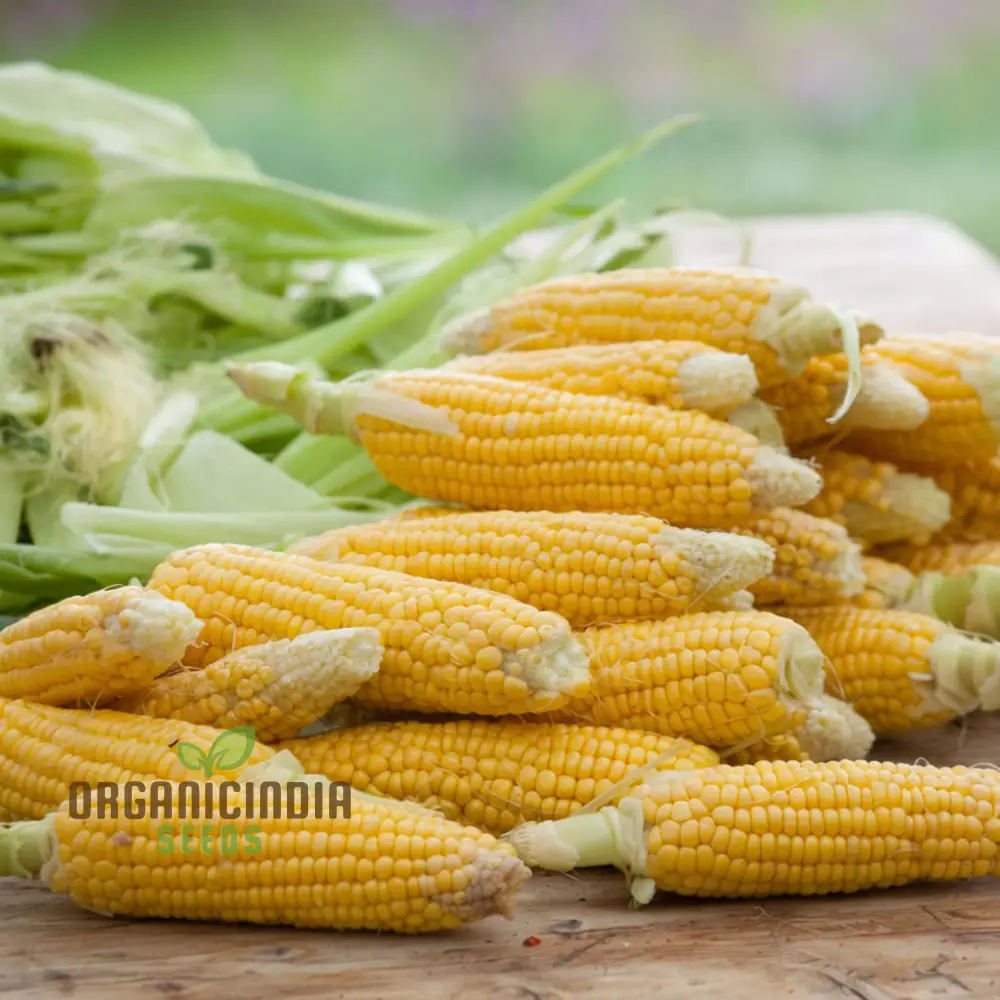 Sweetcorn Swift Vegetable Seeds - Fast Growing High Yield Ideal for Home Gardens - Image 3