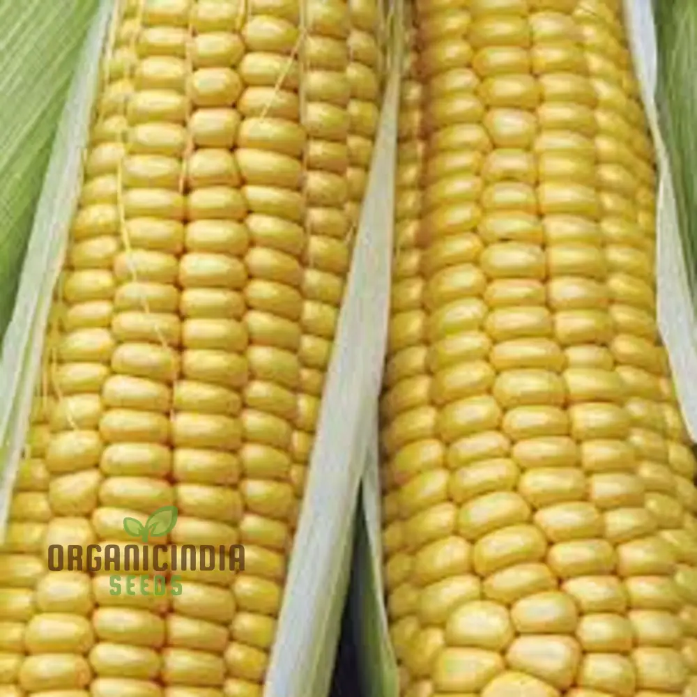 Sweetcorn Swift Vegetable Seeds - Fast Growing High Yield Ideal for Home Gardens - Image 4