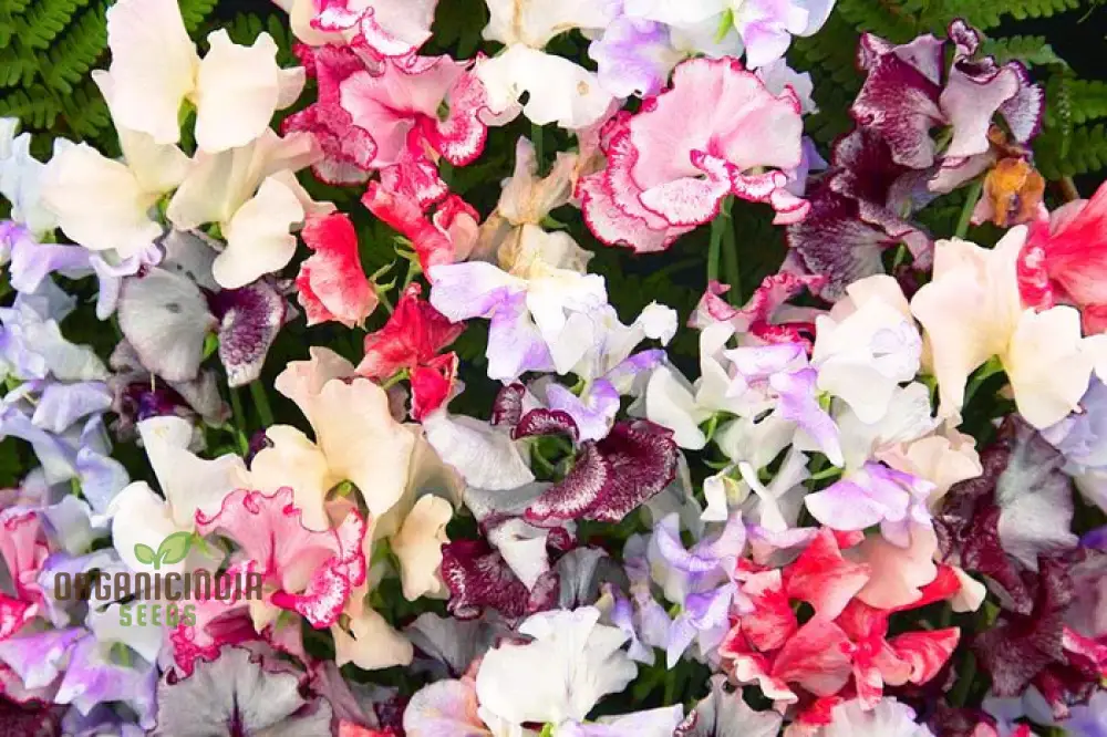 Sweetpea Streamer Mix Seeds for Planting and Gardening Enthusiasts - Image 3