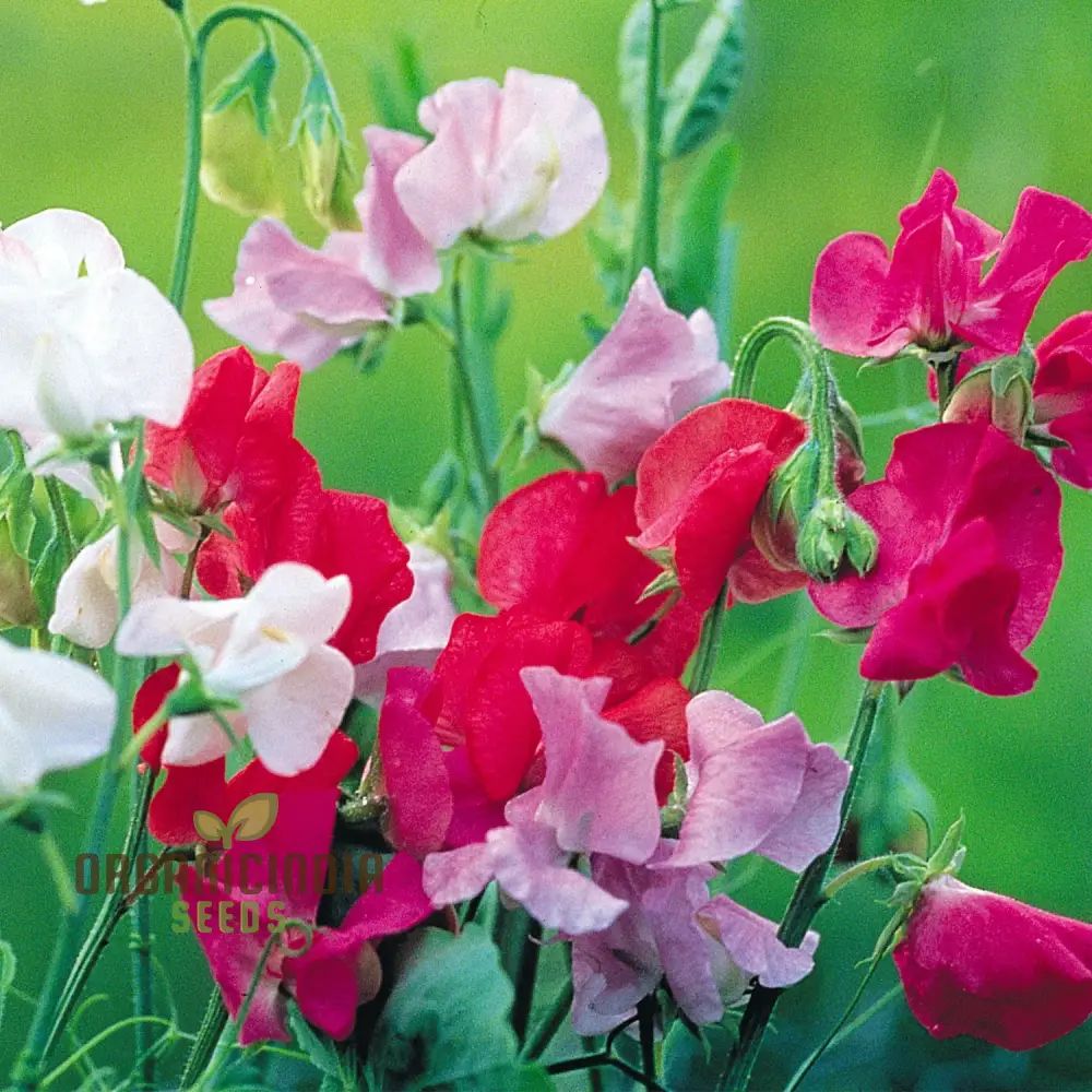 Sweetpea Streamer Mix Seeds for Planting and Gardening Enthusiasts - Image 4