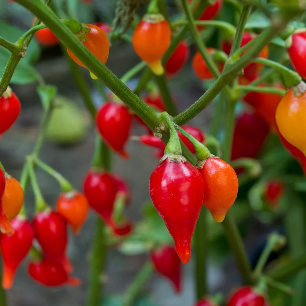 Sweety Drop Pepper Seeds for Planting