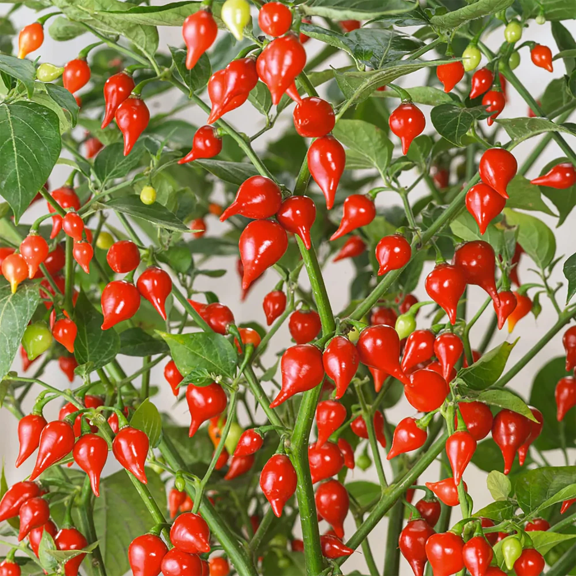 Sweety Drop Pepper Seeds for Planting - Image 3