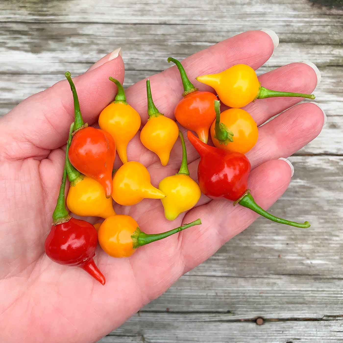 Sweety Drop Pepper Seeds for Planting - Image 4