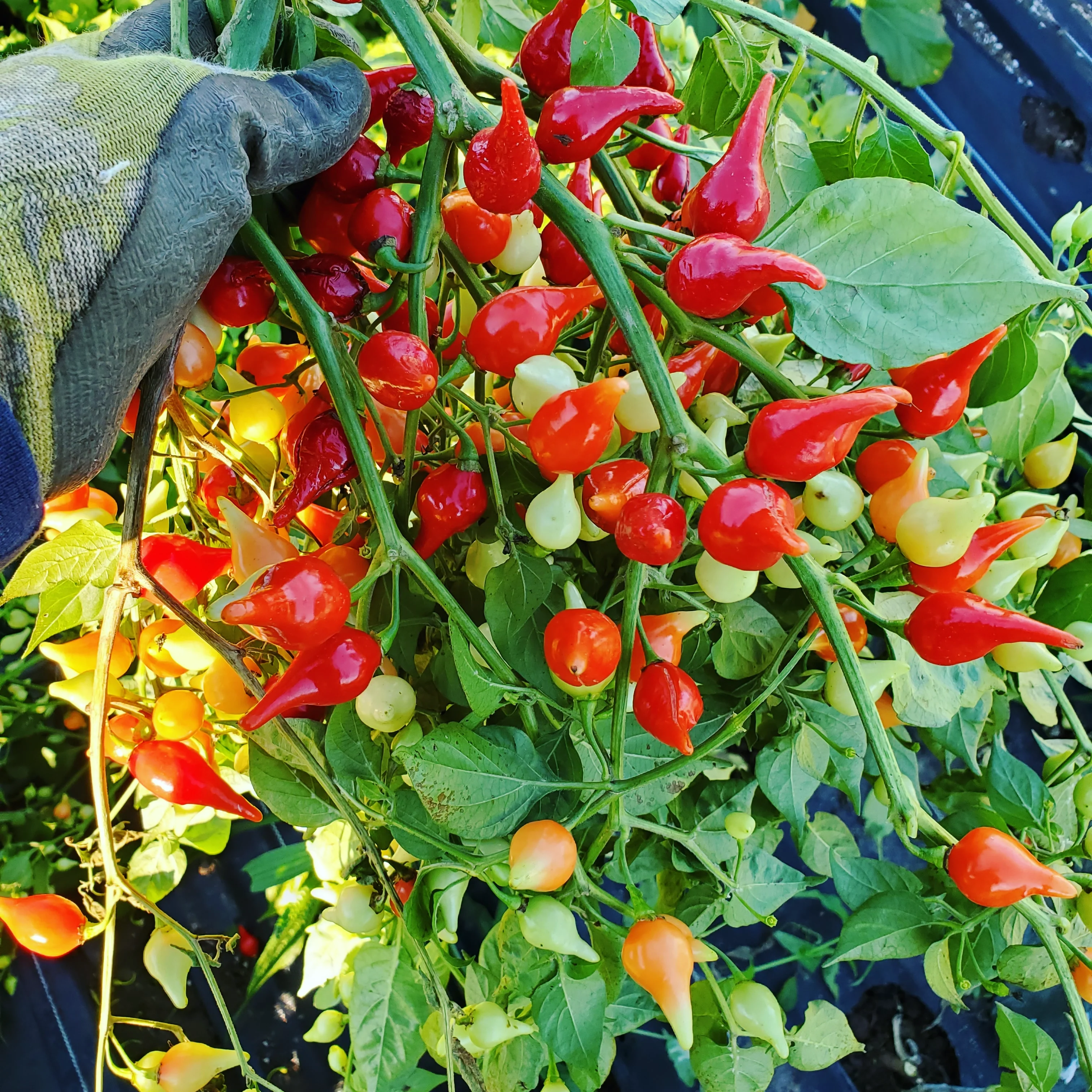 Sweety Drop Pepper Seeds for Planting - Image 6