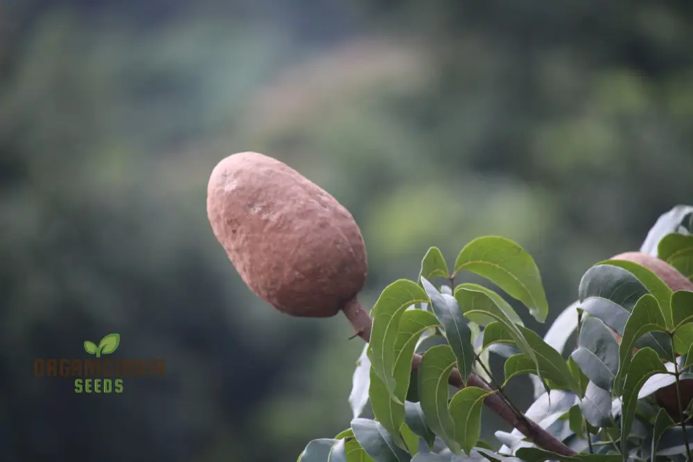 Swietenia Macrophylla Seeds for Planting Elevate Your Gardening with the Grandeur of Tropical Trees and Timeless Beauty - Image 4