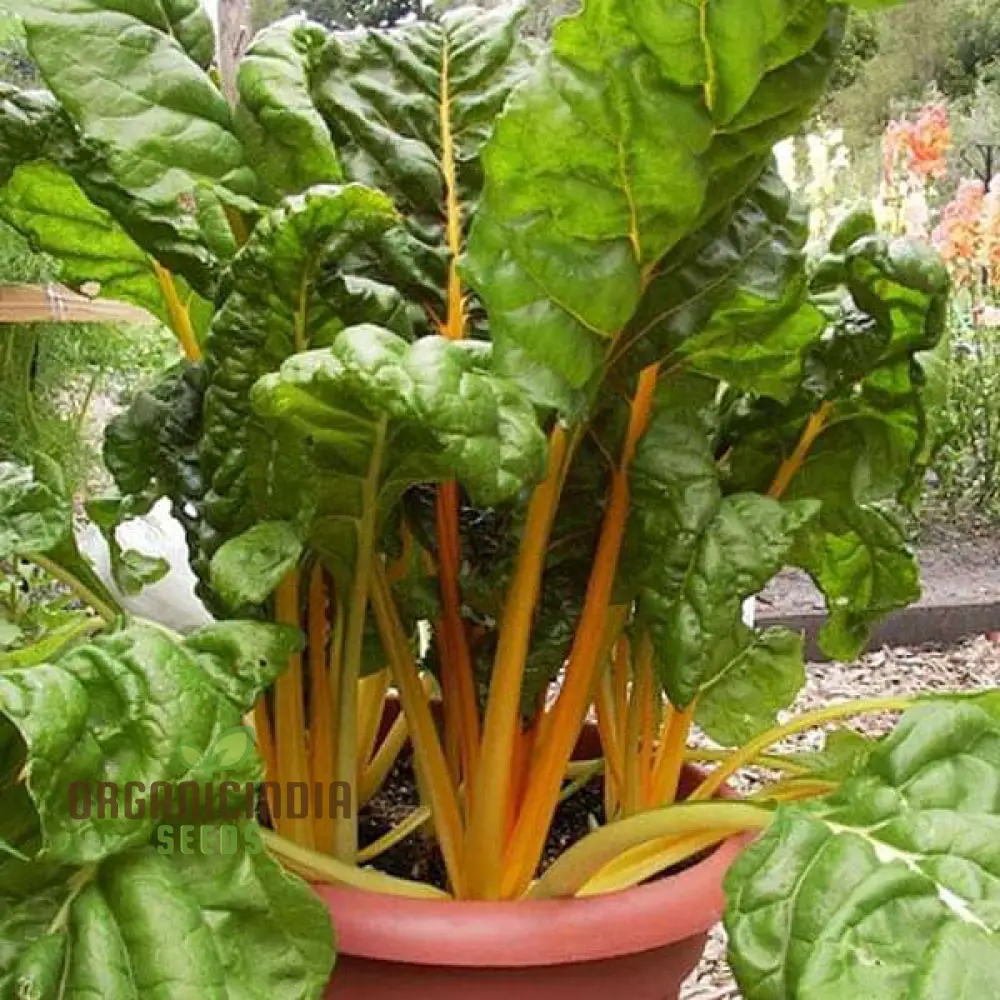 Swiss Chard Bright Yellow Vegetable Seeds for Planting, | High-Quality Seeds for Vibrant Garden - Image 3