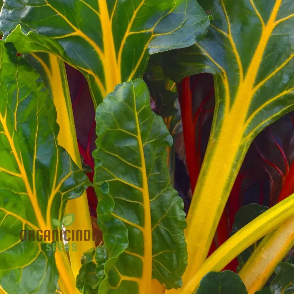Swiss Chard Bright Yellow Vegetable Seeds for Planting, | High-Quality Seeds for Vibrant Garden - Image 4