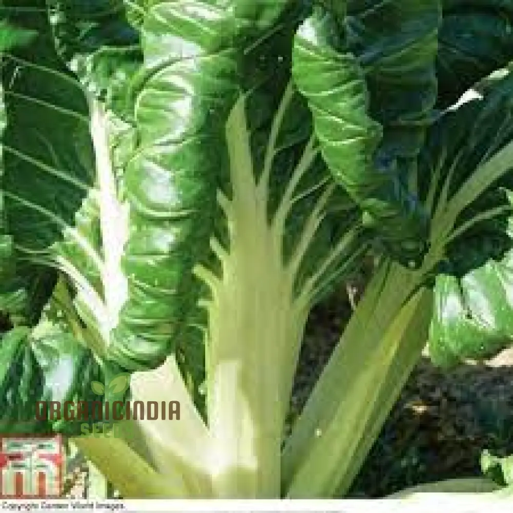 SWISS CHARD FORDHOOK GIANT Seeds for Planting Your Garden | Buy Seeds Online