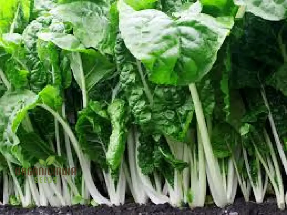 SWISS CHARD FORDHOOK GIANT Seeds for Planting Your Garden | Buy Seeds Online - Image 2
