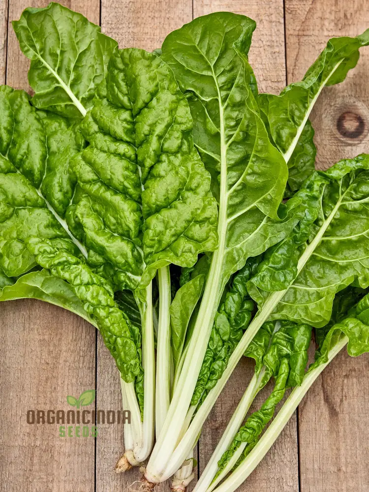 SWISS CHARD FORDHOOK GIANT Seeds for Planting Your Garden | Buy Seeds Online - Image 3