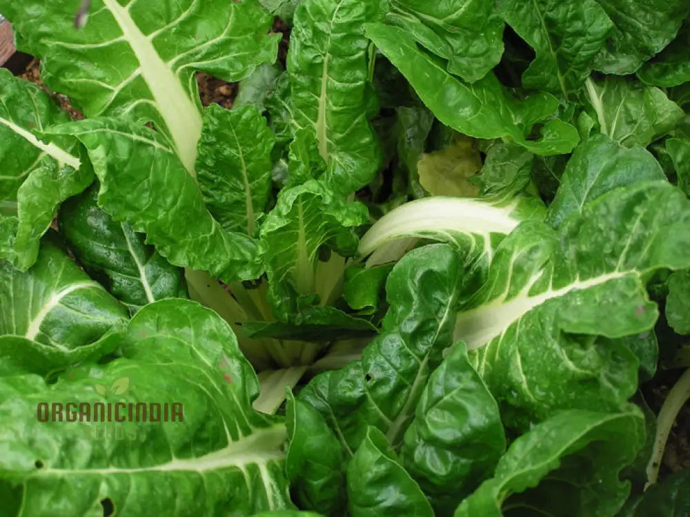 SWISS CHARD FORDHOOK GIANT Seeds for Planting Your Garden | Buy Seeds Online - Image 4