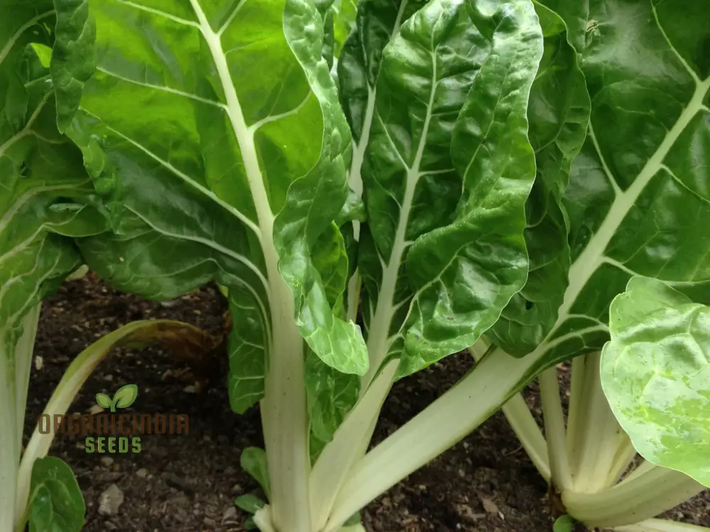 SWISS CHARD FORDHOOK GIANT Seeds for Planting Your Garden | Buy Seeds Online - Image 5