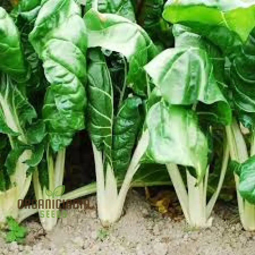 SWISS CHARD FORDHOOK GIANT Seeds for Planting Your Garden | Buy Seeds Online - Image 6