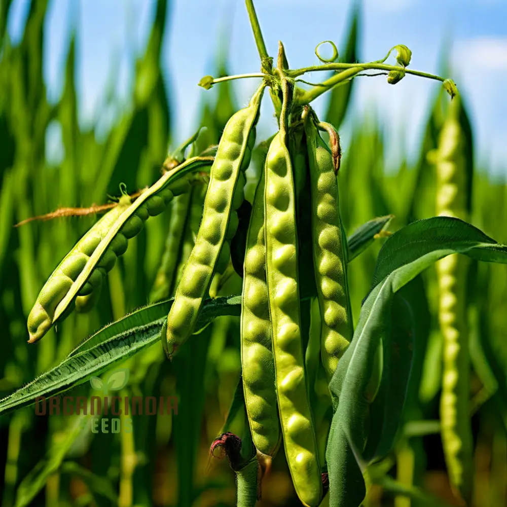 Versatile Sword Bean Seeds For Planting, Ornamental Beauty and Culinary Delight for Your Garden
