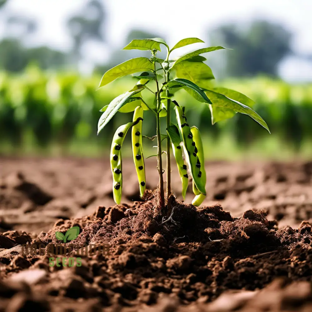 Versatile Sword Bean Seeds For Planting, Ornamental Beauty and Culinary Delight for Your Garden - Image 3