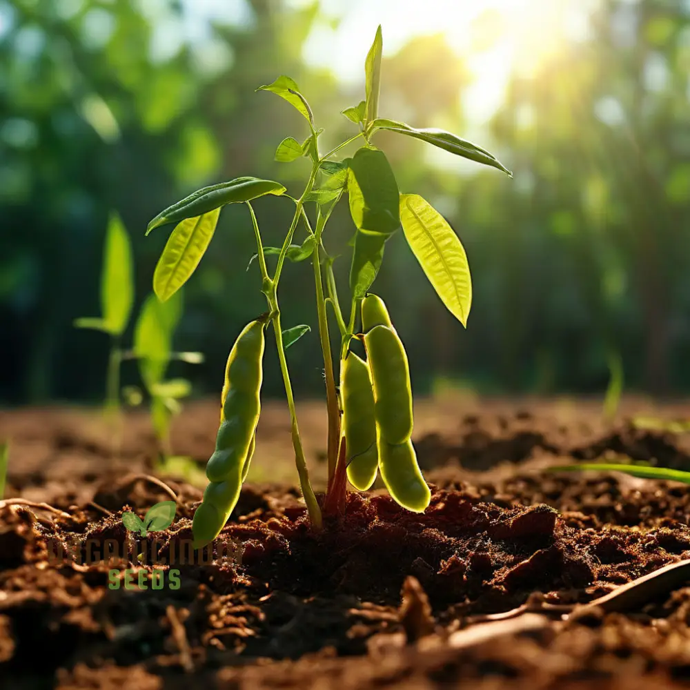 Versatile Sword Bean Seeds For Planting, Ornamental Beauty and Culinary Delight for Your Garden - Image 4
