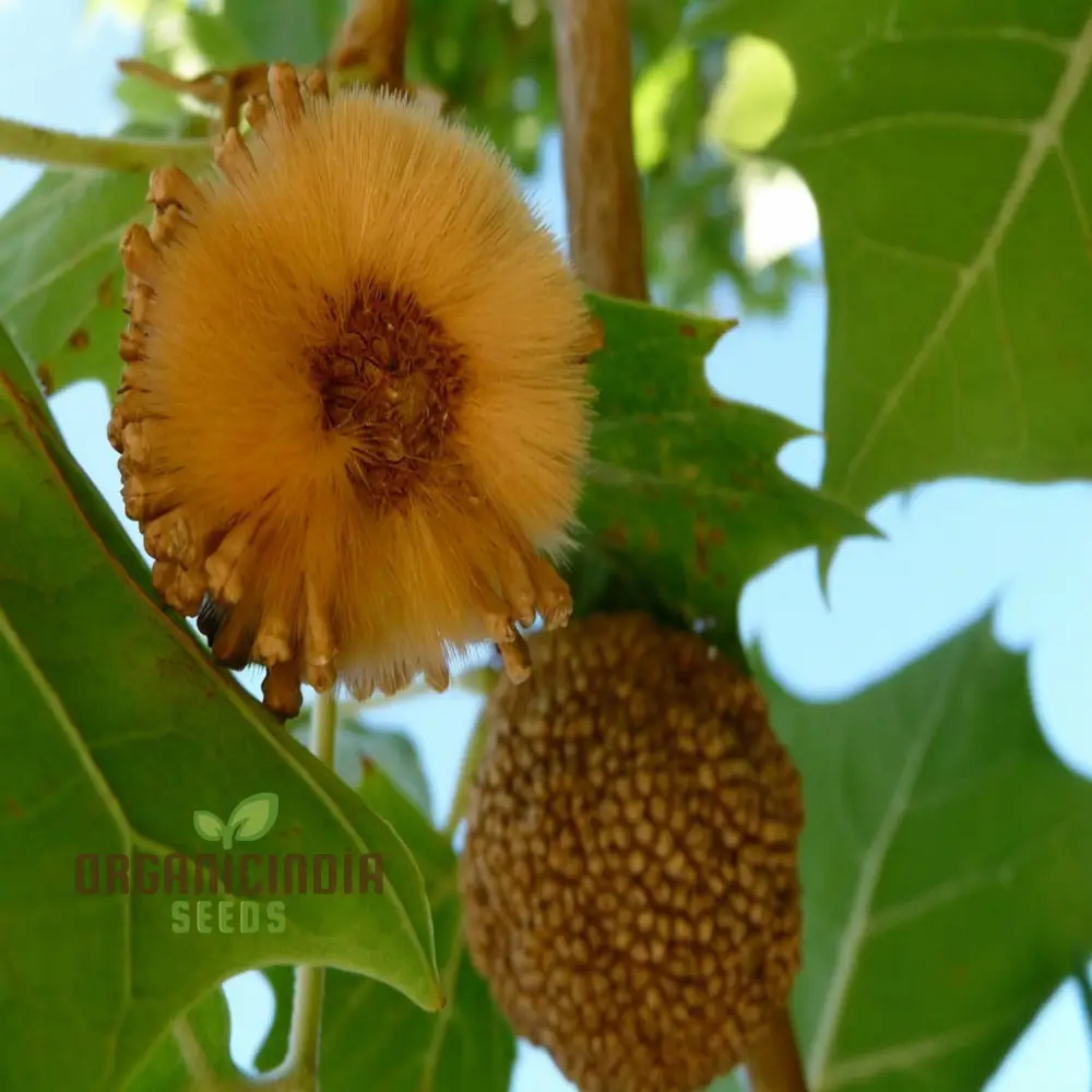 Sycamore Flower Seeds Elevate Your Gardening with Stately, Long-Lasting Beauty and Shade