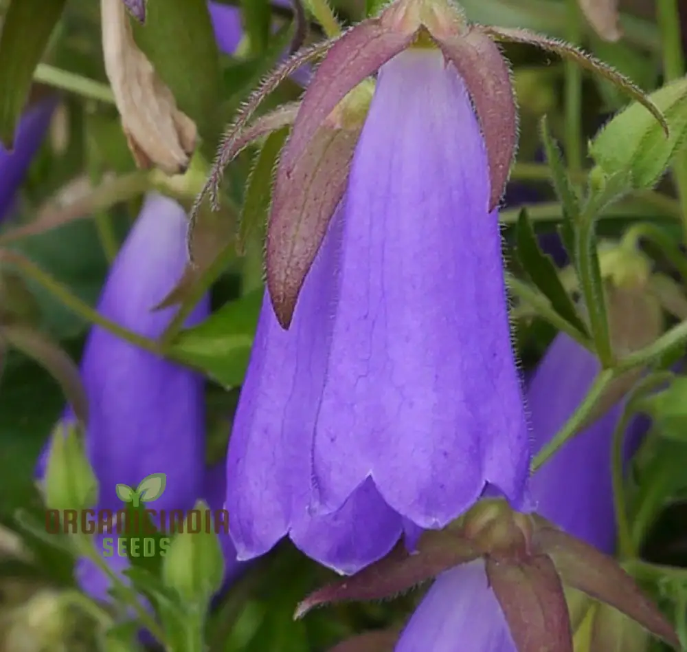 Symphandra Wanneri Seeds: Cultivate Beauty and Biodiversity in Your Green Spaces!