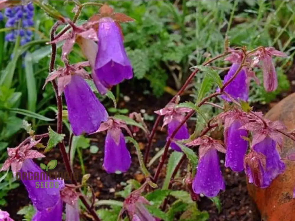 Symphandra Wanneri Seeds: Cultivate Beauty and Biodiversity in Your Green Spaces! - Image 3