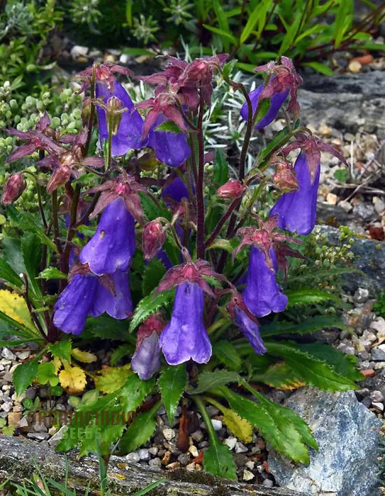 Symphandra Wanneri Seeds: Cultivate Beauty and Biodiversity in Your Green Spaces! - Image 4