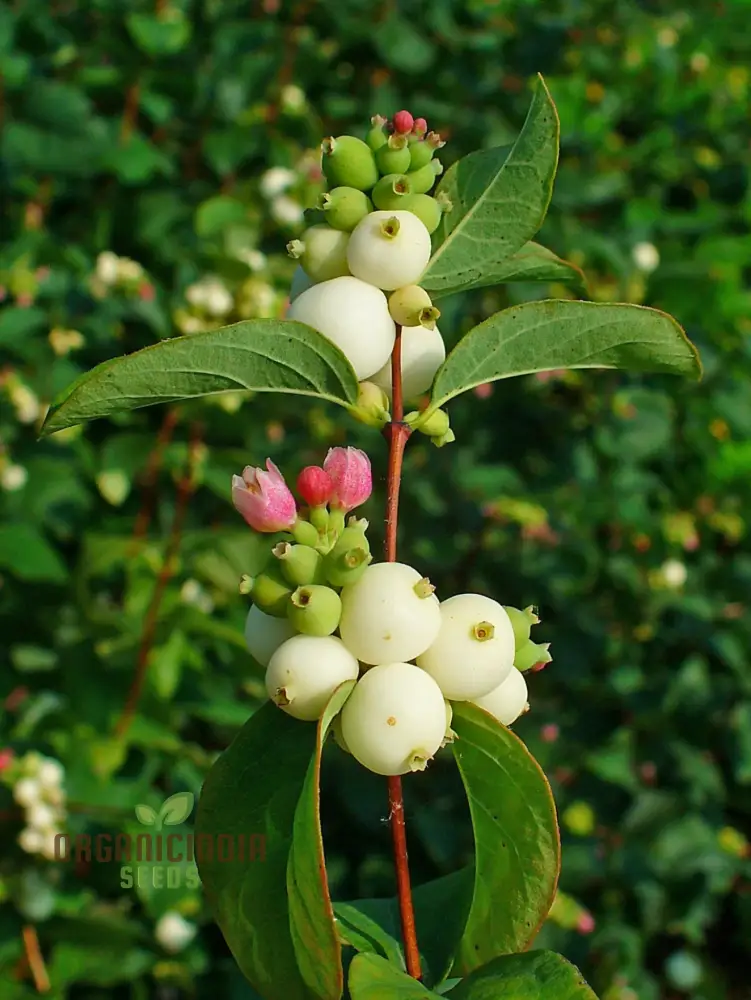 Symphoricarpos Albus Seeds – Elevate Your Gardening Experience with Hardy, Ornamental Shrubs!