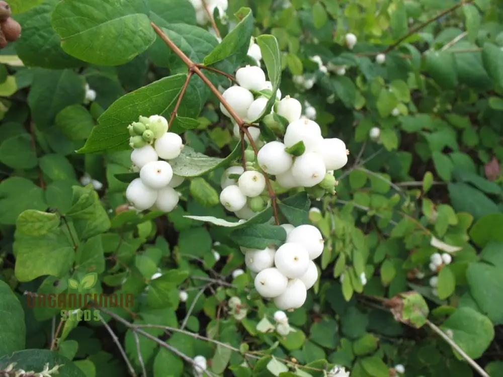 Symphoricarpos Albus Seeds – Elevate Your Gardening Experience with Hardy, Ornamental Shrubs! - Image 3