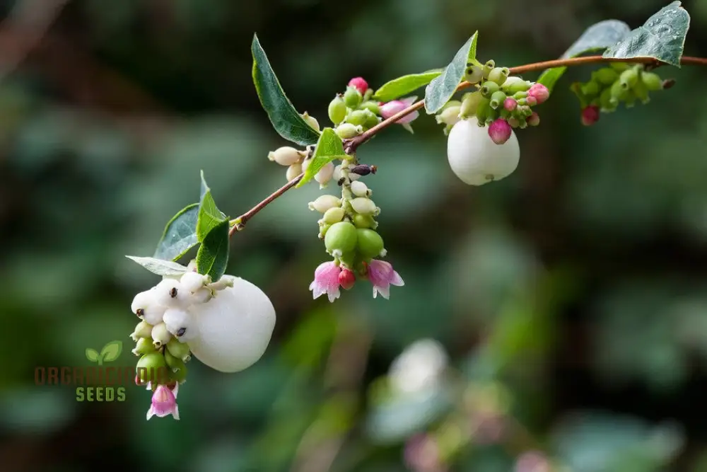 Symphoricarpos Albus Seeds – Elevate Your Gardening Experience with Hardy, Ornamental Shrubs! - Image 4