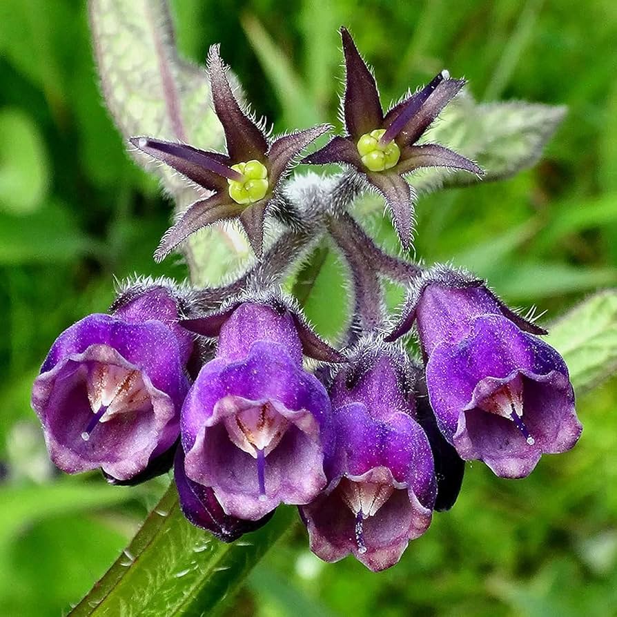 Comfrey Seeds – Symphytum officinale Hardy Perennial - Image 3