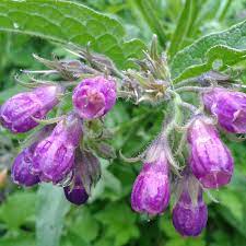 Comfrey Seeds – Symphytum officinale Hardy Perennial - Image 4