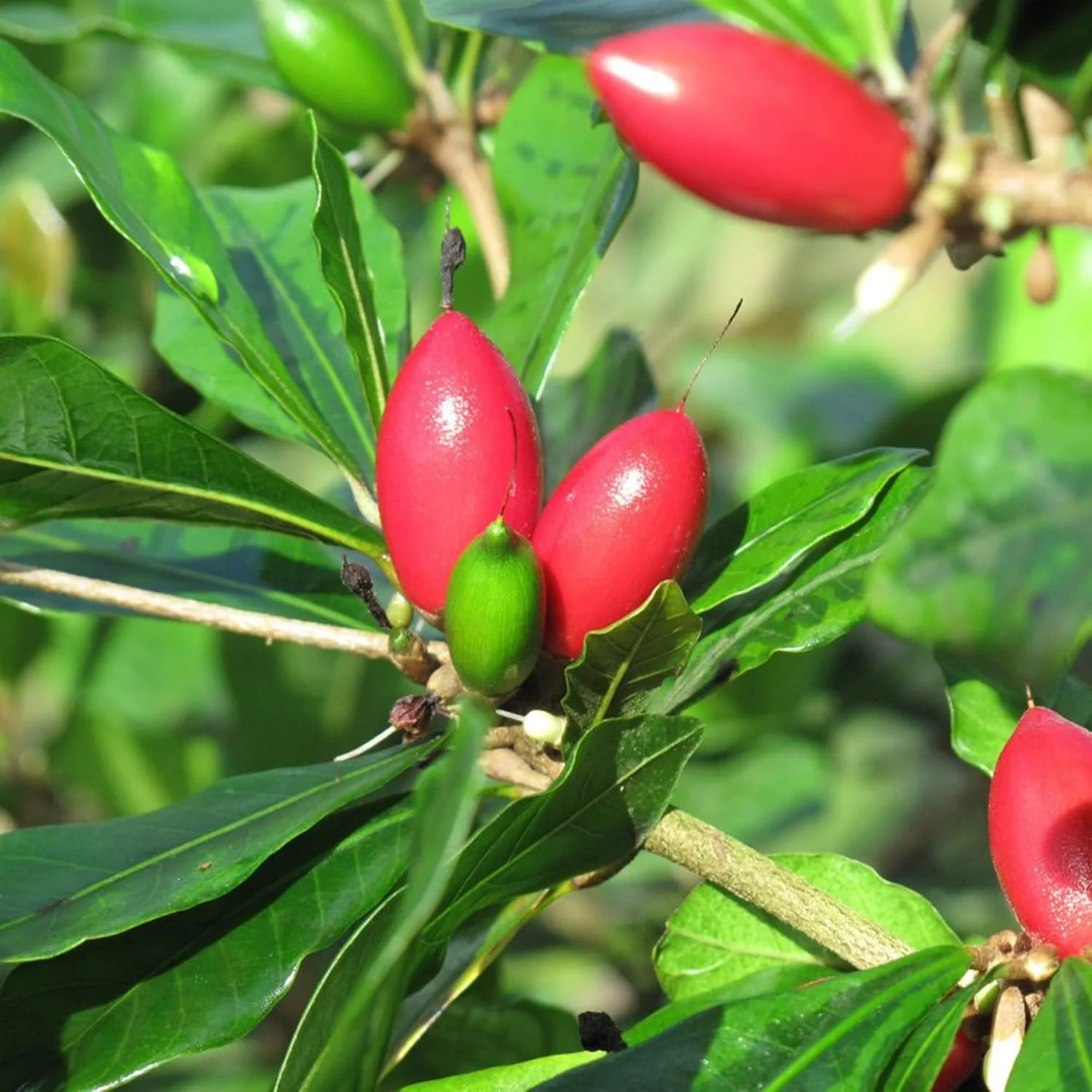 Synsepalum Dulcificum Seeds Miracle Berry, Miracle Fruit Red Berries for Outdoor Growing - Image 4