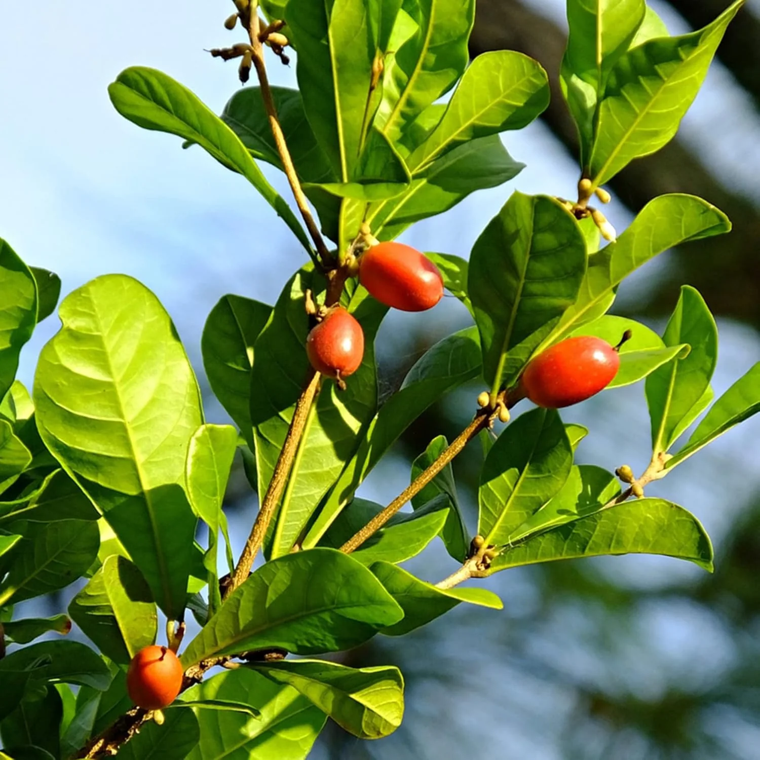 Synsepalum Dulcificum Seeds Miracle Berry, Miracle Fruit Red Berries for Outdoor Growing - Image 5