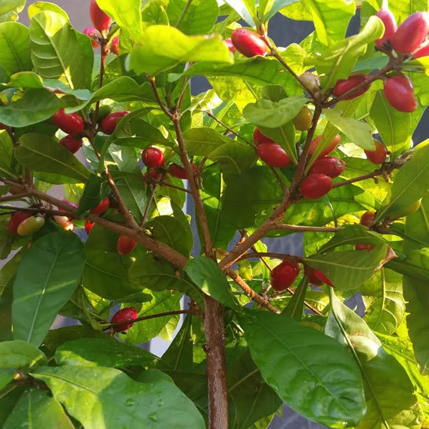 Synsepalum Dulcificum Seeds Miracle Berry, Miracle Fruit Red Berries for Outdoor Growing - Image 6