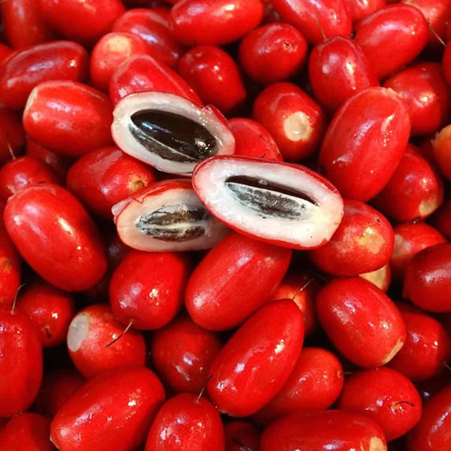Synsepalum Dulcificum Seeds Miracle Berry, Miracle Fruit Red Berries for Outdoor Growing - Image 7