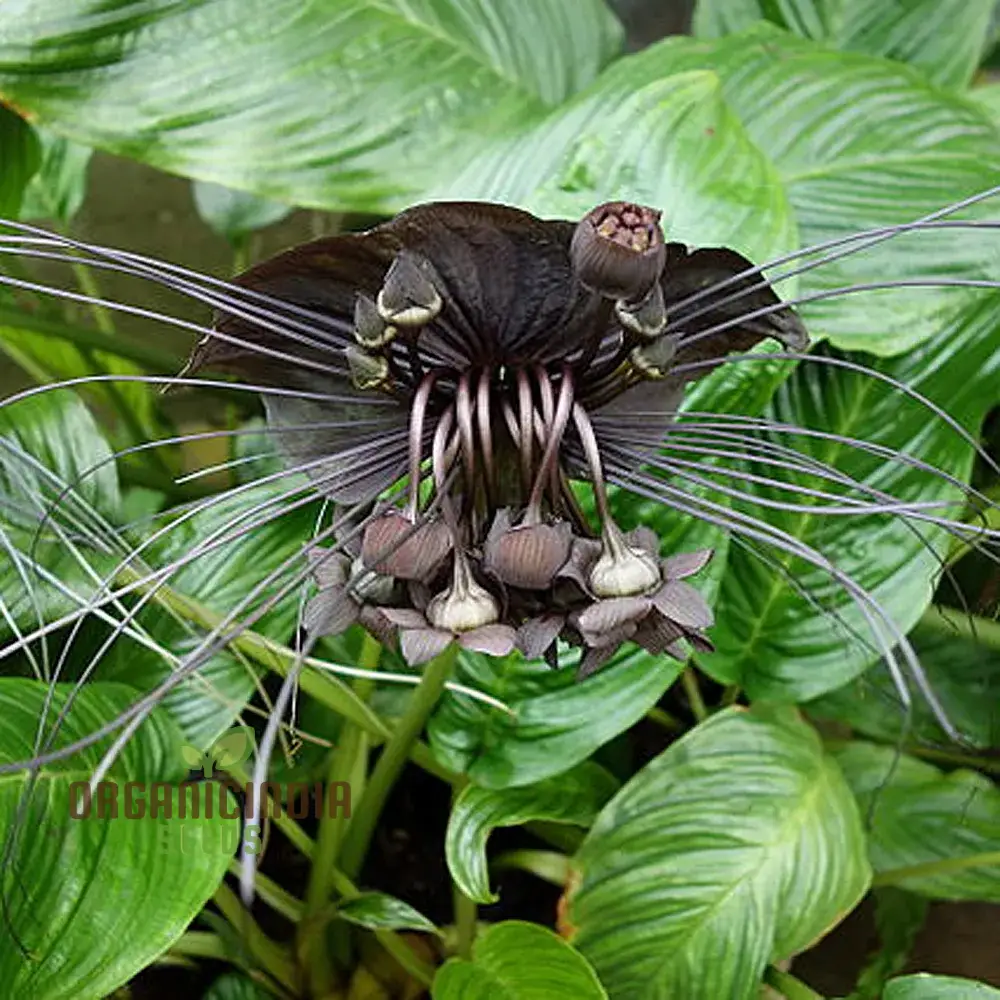 Tacca Chantrieri Seeds – Elevate Your Gardening with Unique, Stunning Blooms!