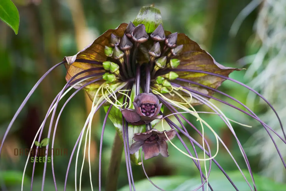 Tacca Chantrieri Seeds – Elevate Your Gardening with Unique, Stunning Blooms! - Image 3