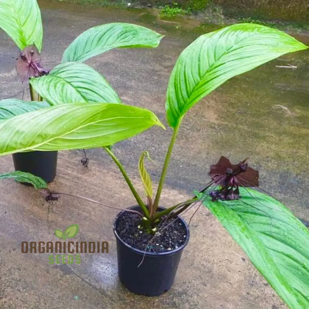 Tacca Chantrieri Seeds – Elevate Your Gardening with Unique, Stunning Blooms! - Image 4